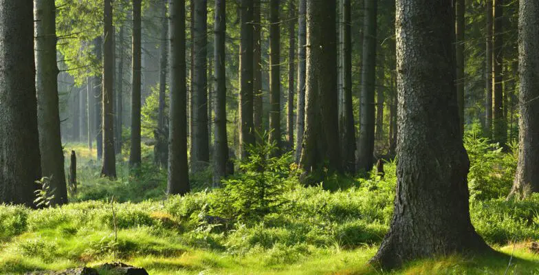 Seguros forestales